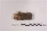 藏品(犬地卷)的圖片